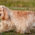 Američki cocker spaniel